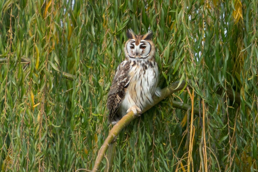 Lechuzón orejudo (Asio clamator) posado en un árbol en el Valle Inferior del Río Chubut.