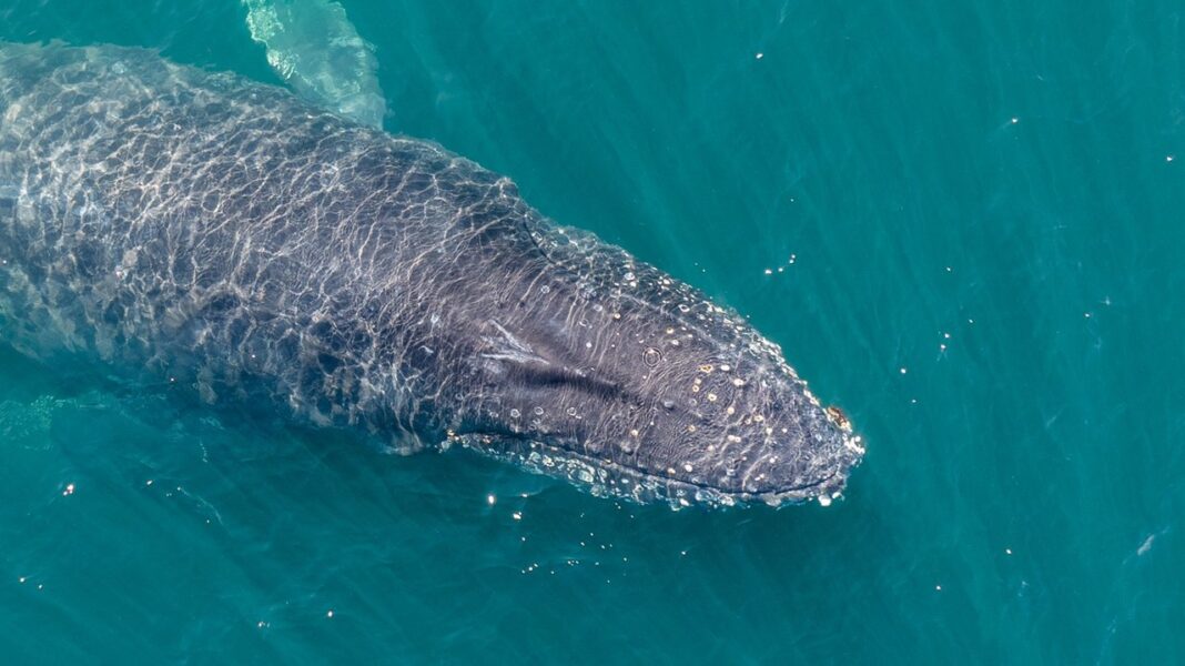 Ballena jorobada emergiendo en las costas de Chubut, con un dispositivo satelital visible.